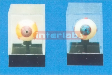 EYE DISEASE DEMONSTRATIONAL BOX